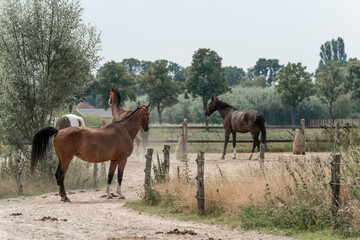 horses horse living in paddock paradise 