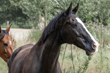 Fototapeta premium horses horse living in paddock paradise 