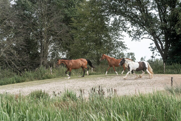 horses horse living in paddock paradise 