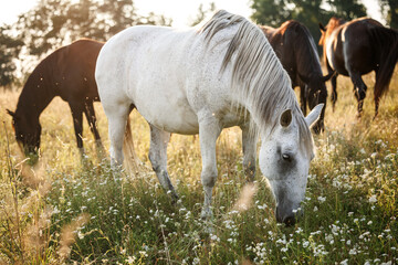 Naklejka premium Herd of horses grazing grass on pasture. White horse on summer meadow