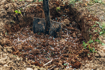 A gloved hand holds a shovel and fertilizes the ground before planting, autumn