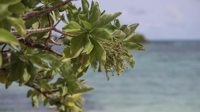 minimalism, landscape of the Maldives, dry tree, ocean in the background, green maldivian tree
