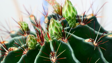 cactus close up