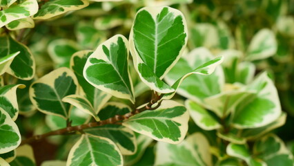 close up of green leaves