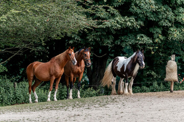 Obraz premium horses horse living in paddock paradise 