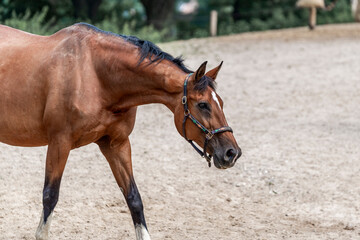 Obraz premium horses horse living in paddock paradise 