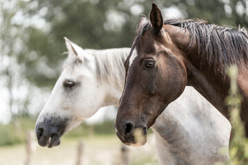 Fototapeta premium horse portrait with green bokeh