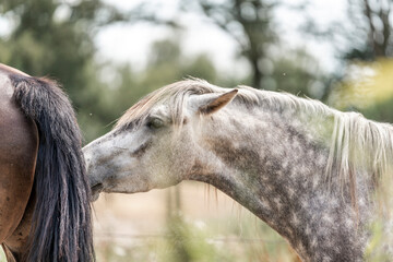 horses horse living in paddock paradise grumpy pinned ears