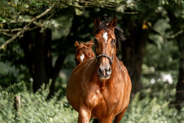 horses horse living in paddock paradise 