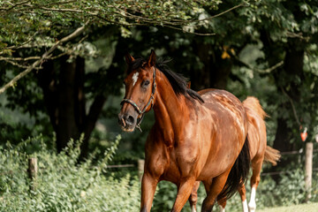horses horse living in paddock paradise 