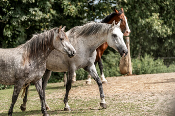 Naklejka premium horses horse living in paddock paradise 