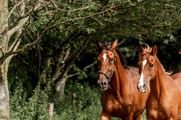 Obraz premium horses horse living in paddock paradise 