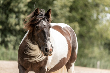 Obraz premium irish cob mare horse portrait with green background 