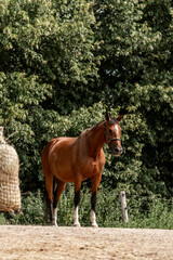 Obraz premium brown horse in paddock paradise