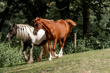 herd of horses paddock paradise happy