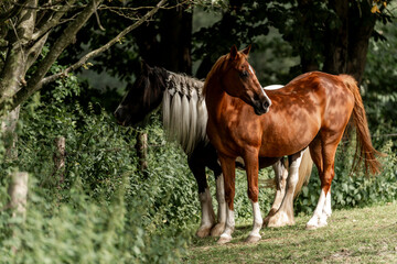 herd of horses paddock paradise happy