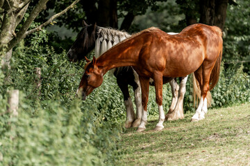 herd of horses paddock paradise happy