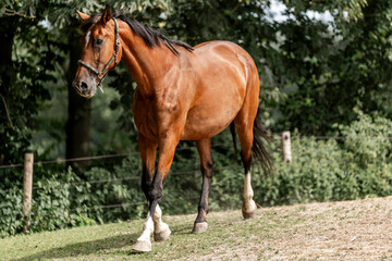 Obraz premium brown horse in paddock paradise