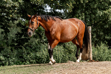 Obraz premium brown horse in paddock paradise
