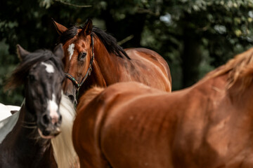 horses horse living in paddock paradise close up head running