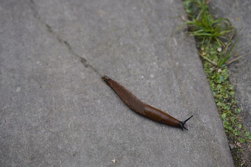 
Spanish slug (Arion vulgaris), Arionidae family, leaves a slime trail as it crawls. Hanover Berggarten, Germany.