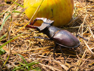 Lucanus cervus close-up isolated. Male Stag Beetle in the grass in the sunlight. Large insect.