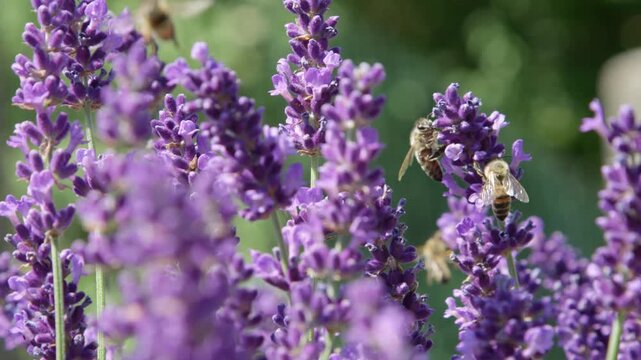lavender field in region, lavender flowers close up