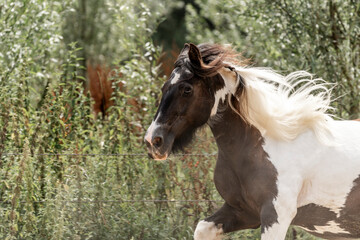 horse gypsy vanner irish cob running in paddock paradise