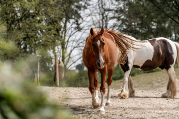 Fototapeta premium two horses herd horse paddock paradise