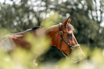 brown horse portrait animal green natural