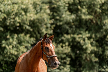 Beautiful big brown KWPN horse mare with halter and green