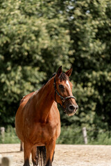 Beautiful big brown KWPN horse mare with halter and green