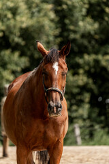 Beautiful big brown KWPN horse mare with halter and green