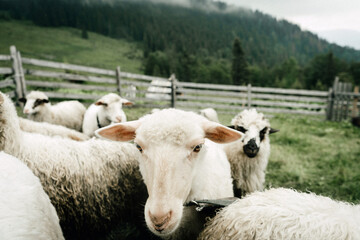 Fototapeta premium Curious Sheep in a Green Pasture