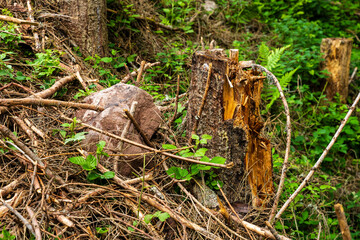Chaos forestier : les effets de la crise des scolytes en forêt vosgienne