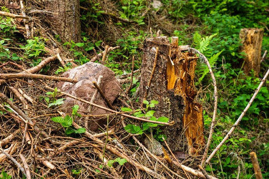 Chaos forestier : les effets de la crise des scolytes en for&ecirc;t vosgienne