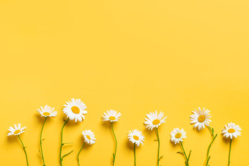 Chamomile daisy flowers on yellow background