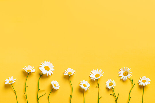Chamomile daisy flowers on yellow background