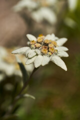 Edelweiss flower in closeup