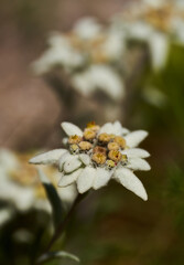 Edelweiss flower in closeup