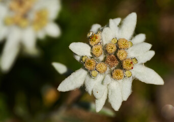 Edelweiss flower in closeup