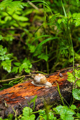 Écosystème forestier : un escargot progresse sur une branche en décomposition