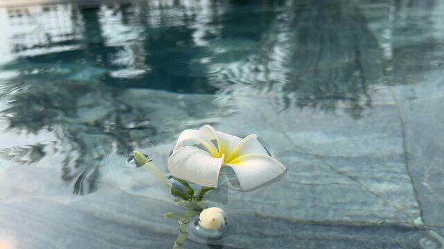 Top view Plumeria or frangipani on surface of water. Ripple of water and Shadow of flower.