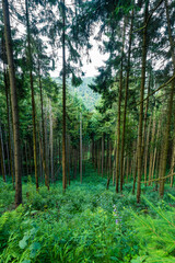 Forêt vosgienne en danger :  une parcelle de jeunes conifères malade