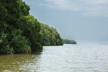 In the mangrove waiting for its birds, a world of colors