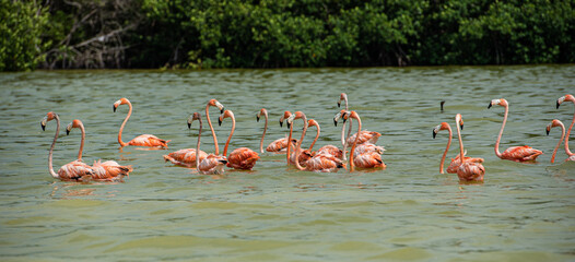 Obraz premium In the mangrove waiting for its birds, a world of colors