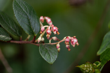 Gaultheria discolor is a species of flowering plant in the Ericaceae family, closely related to rhododendrons and other members of the heath family.
