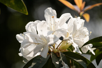 Rhododendron ciliicalyx is known for its attractive flowers and is popular in horticulture.
