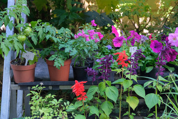 Seedlings in containers in local market. Decorative potted plants are for sale. Garden store. Variety of flowers for decoration.