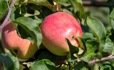 Red ripe apples on a tree in summer